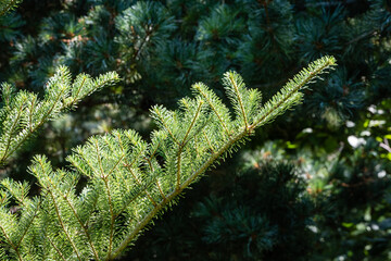 Branch with beautiful green and silver flat needles on Abies koreana fir on blurred background of evergreens. Selective focus. Evergreen landscaped garden. Nature concept for design