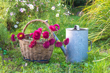 Summer gardening concept; Bunch of purpe asters in old wicker basket and vintage watering can on...