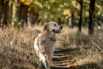 Obraz na płótnie Canvas Golden retriever dog in autumn park