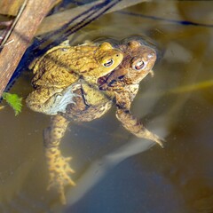 Common or European toad brown colored, Mating toads