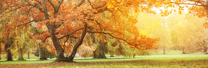 Beautiful oak tree in the autumnal park