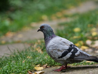 pigeon on the grass
