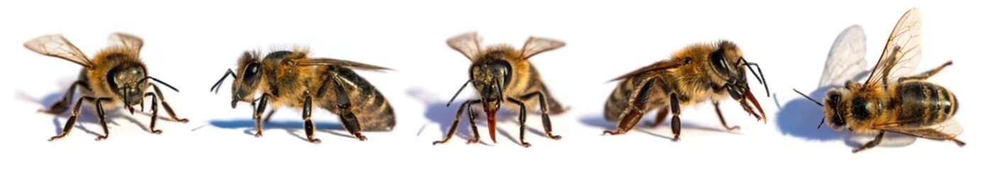 bee isolated, Set five bees or honeybees Apis Mellifera