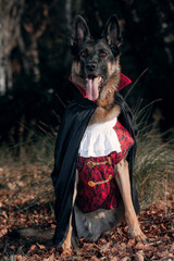 Perro pastor alemán disfrazado de vampiro.