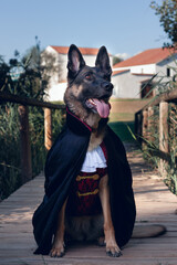 Perro pastor alemán disfrazado de vampiro.