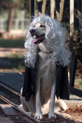 Perro mastín disfrazado para halloween de novia de chucky
