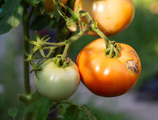 Sick tomatoes in the garden
