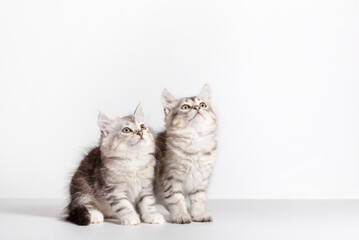 Siberian cats two kittens on white background