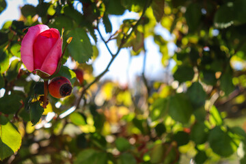 pink rose bud in the garden in dappled sunlight