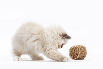 Ragdoll cat kitten playing with cotton yarn. Isolated