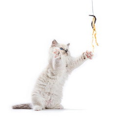 Ragdoll cat kitten playing with catfish rod