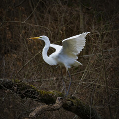 Grande aigrette