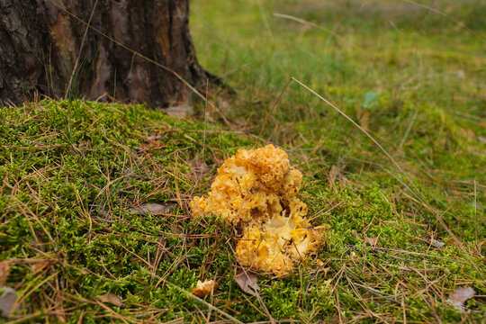 Fat hen mushroom (Sparassis crispa) in a german forest