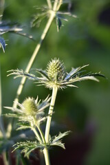 Mannstreu (Eryngium)