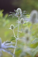 Obraz premium Mannstreu (Eryngium)