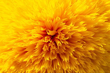 Yellow decorative sunflower flower. Macro shot of a yellow fluffy flower. Background and wallpaper. High quality photo