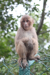 a long tailed macaque