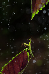 grasshopper on a leaf