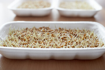 sprouted wheat in the box, sprouts for eating healthy food