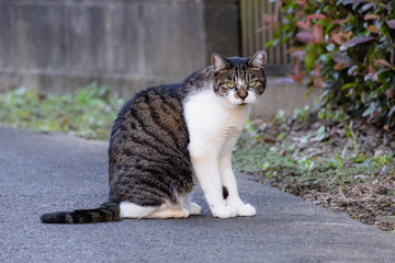 「ここを通りたかったら私を倒してから行け！」と立ちふさがる四天王最弱の猫