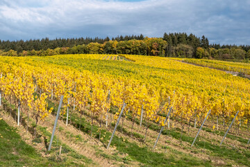 Fototapeta na wymiar View over golden colored vineyards in Rheingau / Germany on a sunny autumn day 