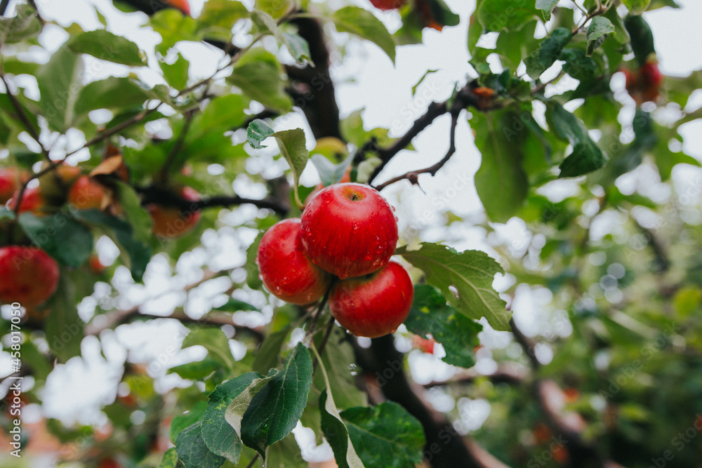 Poster Closeup of the fresh ripe apples on the tree.