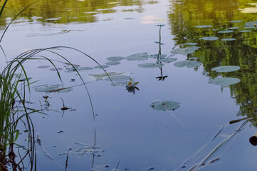 white water lily in the river, on the surface of which trees are reflected