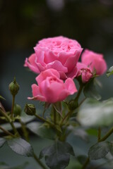 Rosa blühende Rose