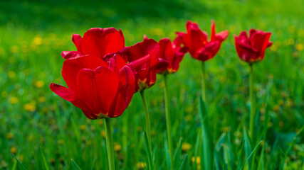 Flowering red tulips on green blurred background.