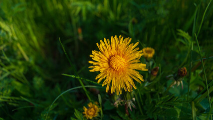 Yellow dandelion flower meadow on green grass background.
