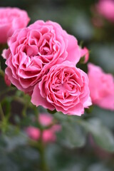 Rosa blühende Rose