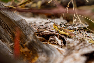 A grasshopper in the nature