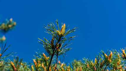 Pine branch with green bumps.