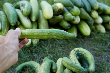 A green cucumber in the farmer's hand is the autumn harvest