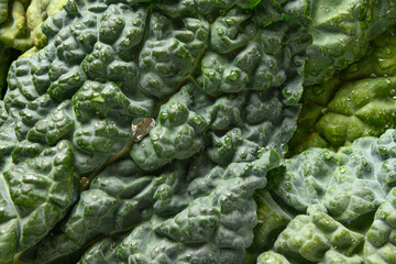 Fototapeta na wymiar Leaf of popular tuscan kale salad as background. Eco organic food. View from above. Close up. Natural greens texture.