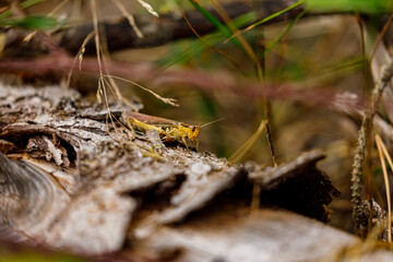 A grasshopper in the nature