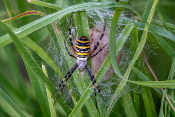 Argiope bruennichi wasp spider defending its cocooned eggs