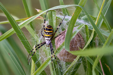 Argiope bruennichi wasp spider defending its cocooned eggs