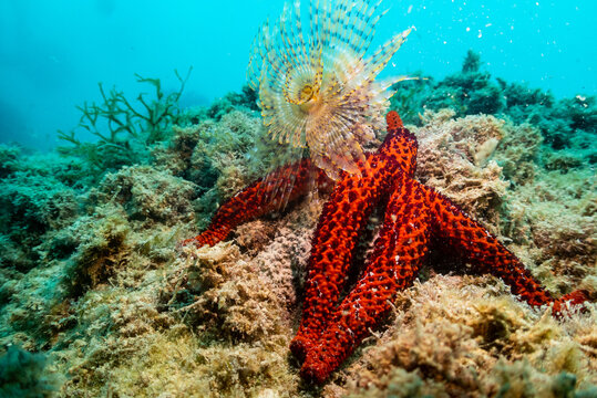 Estrella de mar y espirografo. Mar mediterr&aacute;neo