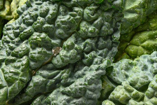 Leaf Of Popular Tuscan Kale Salad As Background. Eco Organic Food. View From Above. Close Up. Natural Greens Texture.