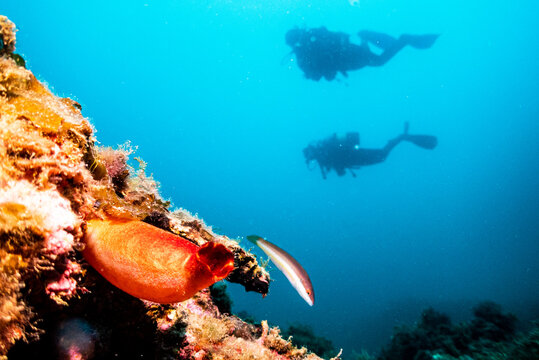 Ascidia roja, mar mediterr&aacute;neo