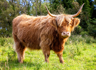Vache Highland écossaise sur l& 39 île de Skye, Ecosse