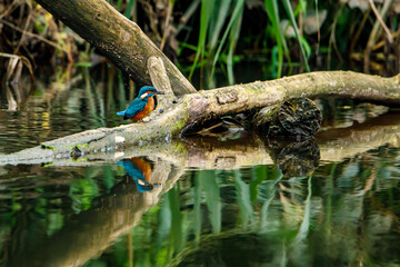 Kingfisher bird sitting on the branch