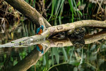 Kingfisher bird sitting on the branch