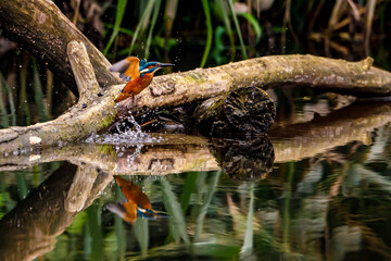 Kingfisher bird sitting on the branch