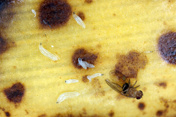 Common fruit fly or vinegar fly - Drosophila melanogaster and larvae - maggots. It is a species of...
