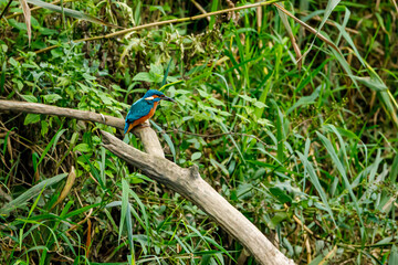 Kingfisher bird sitting on the branch