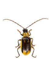 The Western corn rootworm Diabrotica virgifera virgifera is one of the most devastating corn...
