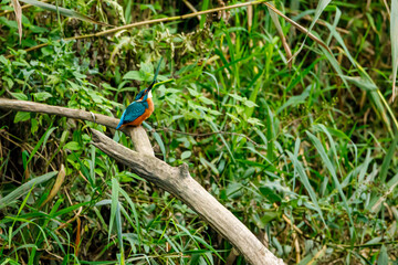 Kingfisher bird sitting on the branch