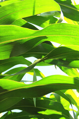 Green corn leaves in rows against the blue sky